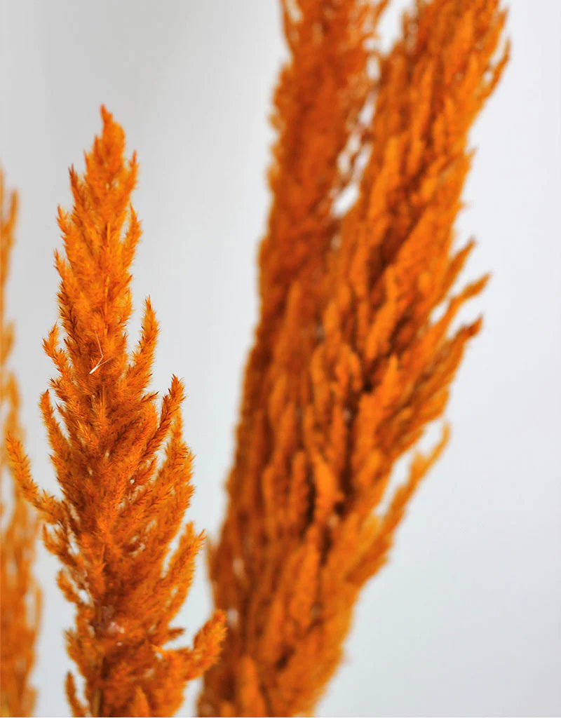 Dried Pampas Grass -Orange, 8 Stems, 120 cm (Cortaderia) - Image 2