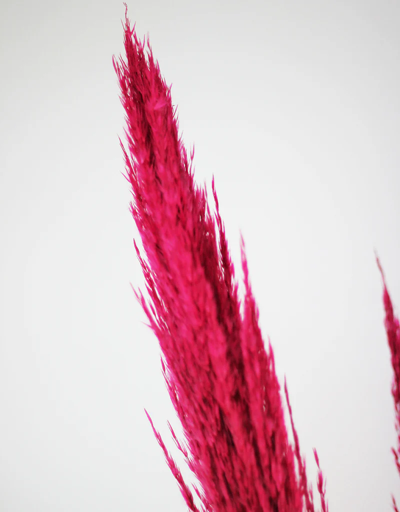 Dried Pampas Grass - Wild Bunch, x4 stems, 120 cm length, Cerise Pink (Cortaderia) - Image 2