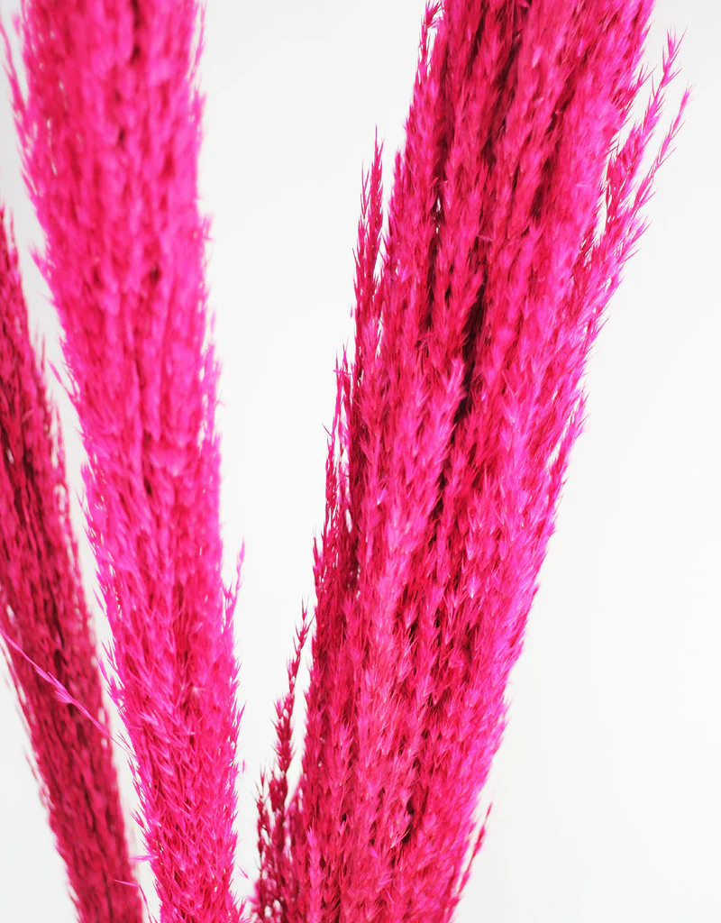 Dried Pampas Grass - Wild Bunch, x4 stems, 120 cm length, Cerise Pink (Cortaderia) - Image 3