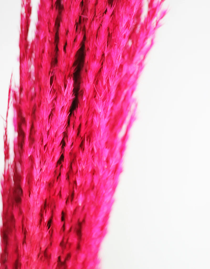 Dried Pampas Grass - Wild Bunch, x4 stems, 120 cm length, Cerise Pink (Cortaderia) - Image 4