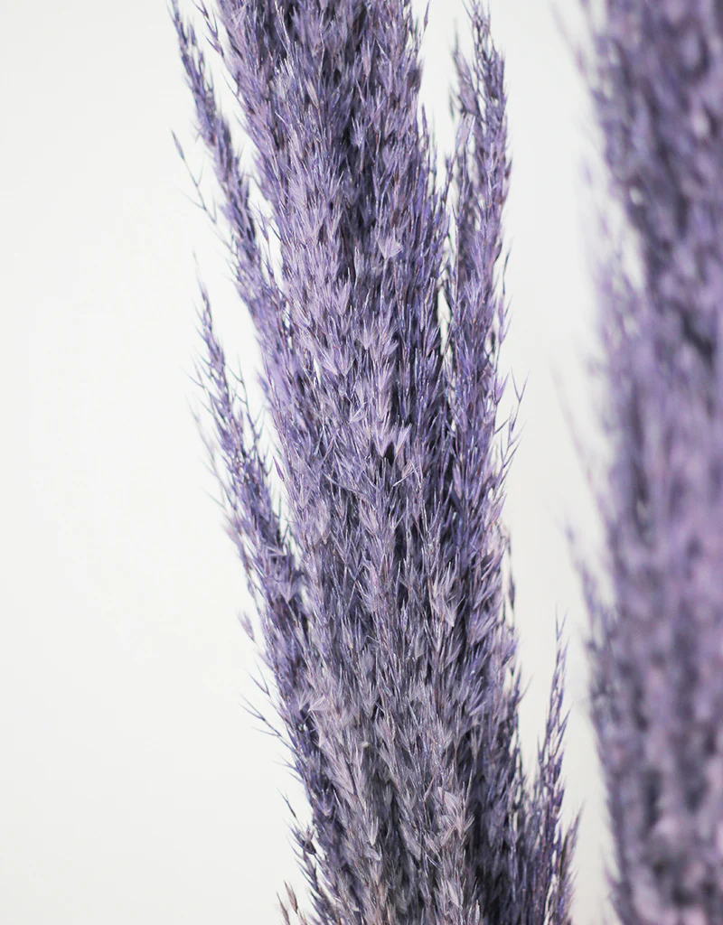 Dried Pampas Grass - Wild Bunch, x8 stems, 120 cm length, Lilac (Cortaderia) - Image 2