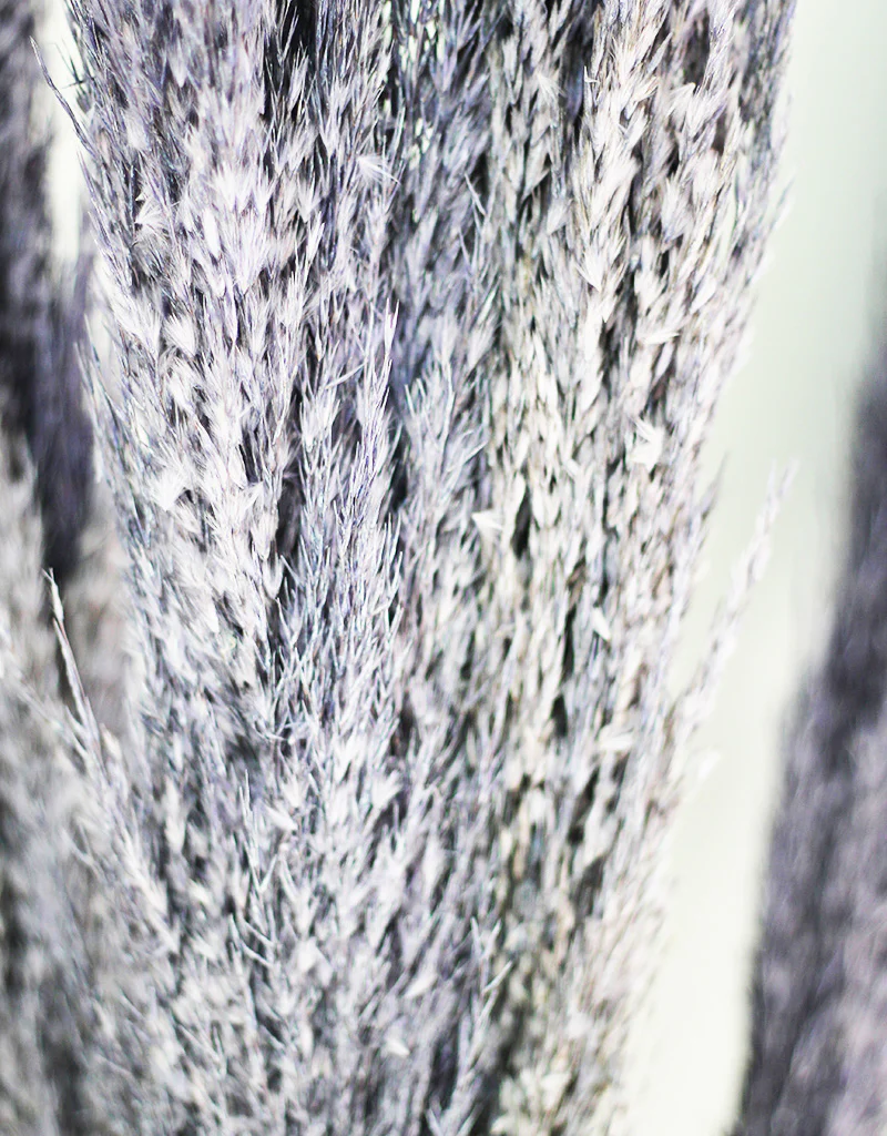Dried Pampas Grass - Wild Bunch, x8 stems, 120 cm length, Lilac (Cortaderia) - Image 3