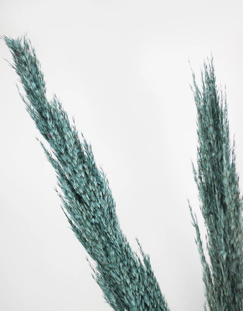 Dried Pampas Grass - Wild Bunch, x4 stems, 120 cm length, Ocean Blue (Cortaderia) - Image 2