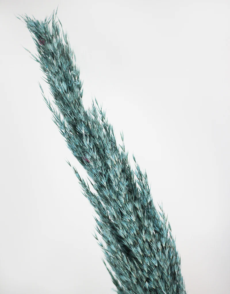 Dried Pampas Grass - Wild Bunch, x4 stems, 120 cm length, Ocean Blue (Cortaderia) - Image 3