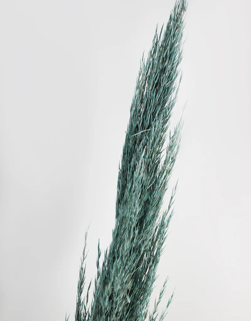 Dried Pampas Grass - Wild Bunch, x4 stems, 120 cm length, Ocean Blue (Cortaderia) - Image 4