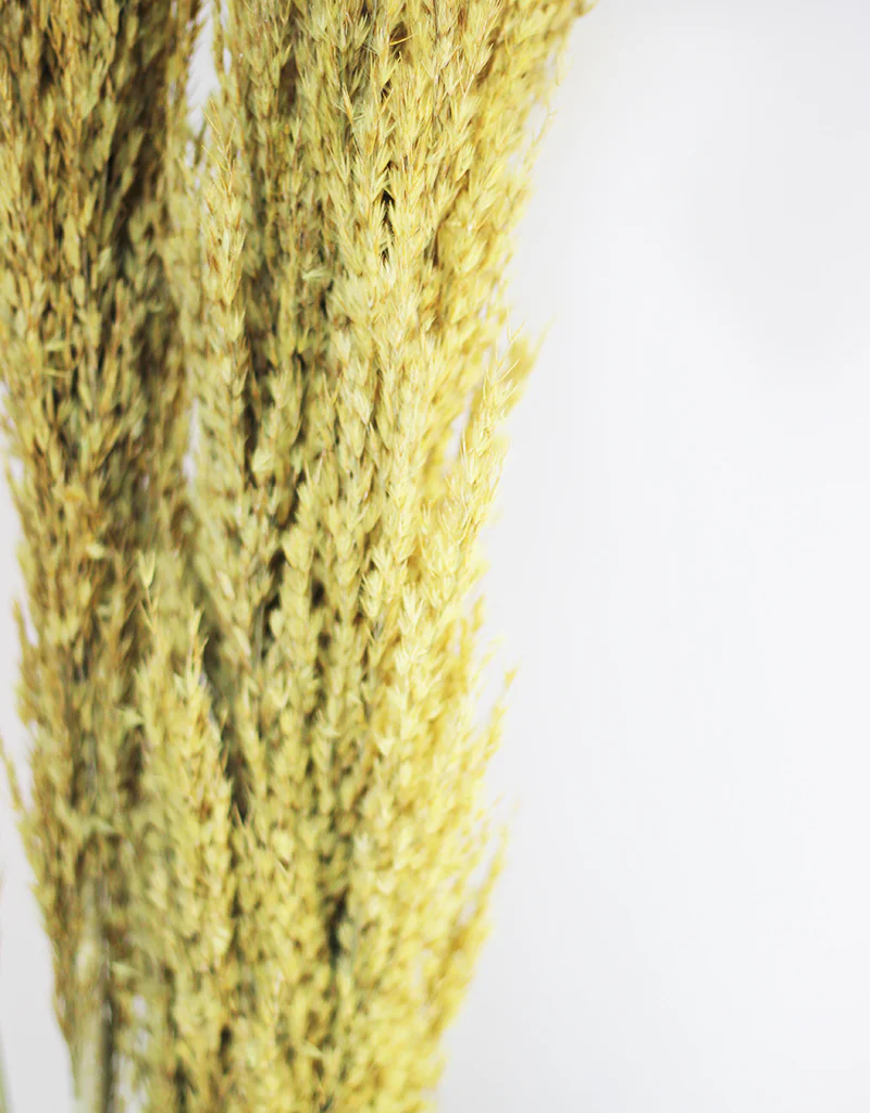 Dried Pampas Grass - Wild Bunch, x8 stems, 120 cm length,  Ochre Yellow (Cortaderia) - Image 2