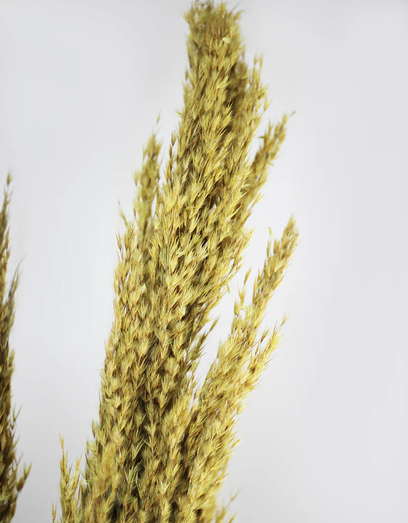 Dried Pampas Grass - Wild Bunch, x8 stems, 120 cm length,  Ochre Yellow (Cortaderia) - Image 3