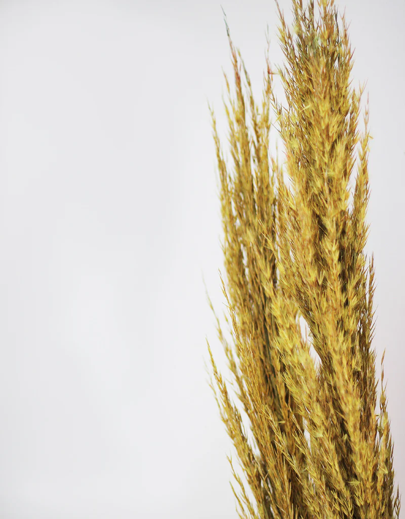 Dried Pampas Grass - Wild Bunch, x8 stems, 120 cm length,  Ochre Yellow (Cortaderia) - Image 4
