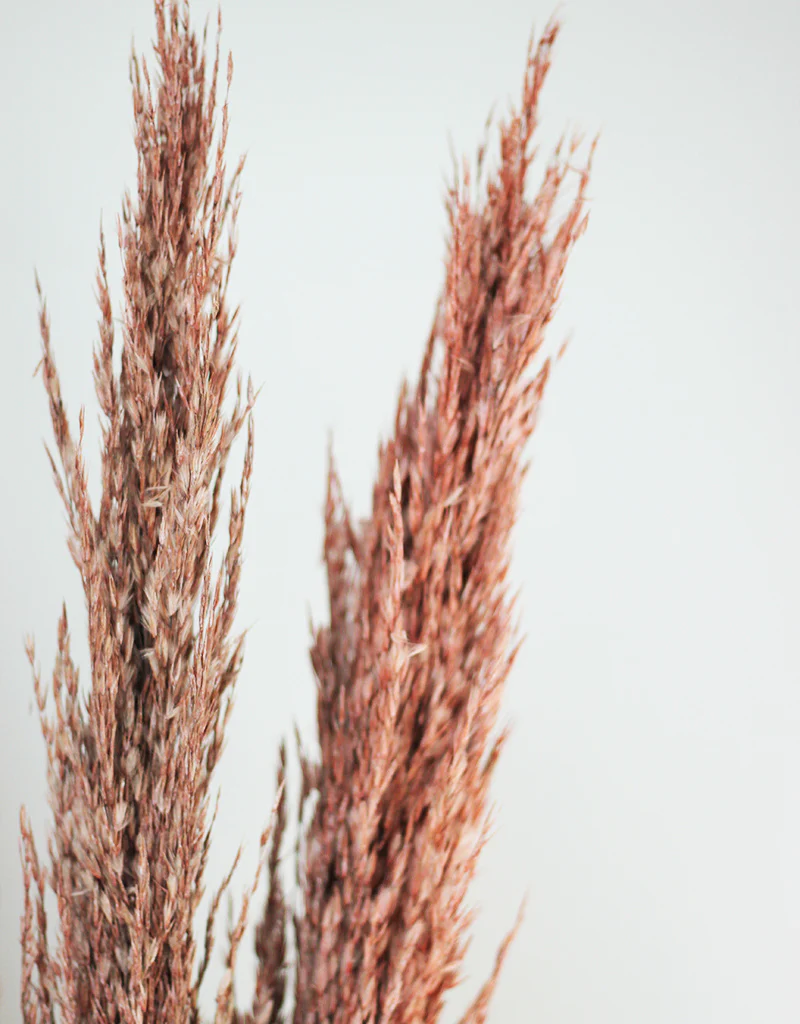 Dried Pampas Grass -Wild Bunch, x4 stems, 120 cm length, Pastel Salmon (Cortaderia) - Image 3
