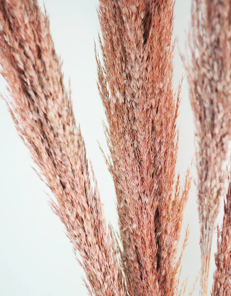 Dried Pampas Grass -Wild Bunch, x4 stems, 120 cm length, Pastel Salmon (Cortaderia) - Image 4