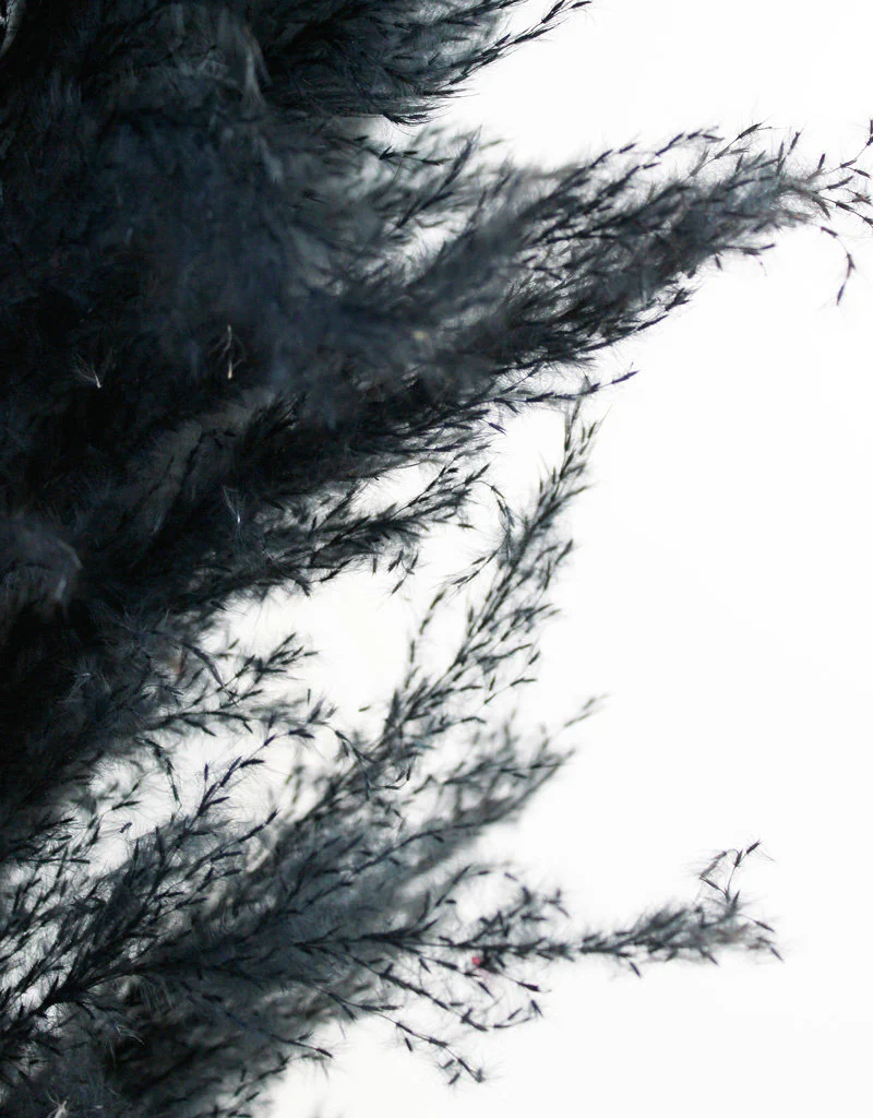 Dried Pampas Grass - Black, XL, 120 cm per Stem (Cortaderia) - Image 2