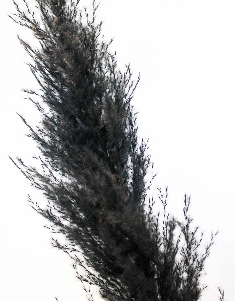 Dried Pampas Grass - Black, XL, 120 cm per Stem (Cortaderia) - Image 3
