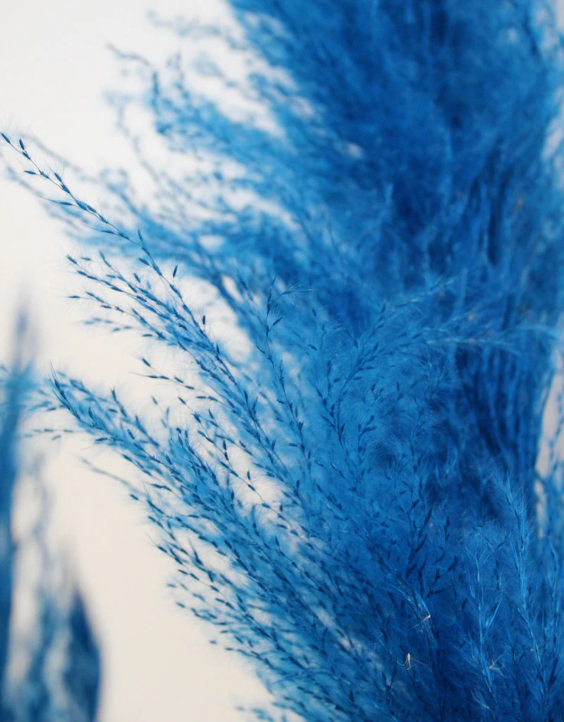 Dried Pampas Grass - Dark Blue, XL, 120 cm per stem (Cortaderia) - Image 2