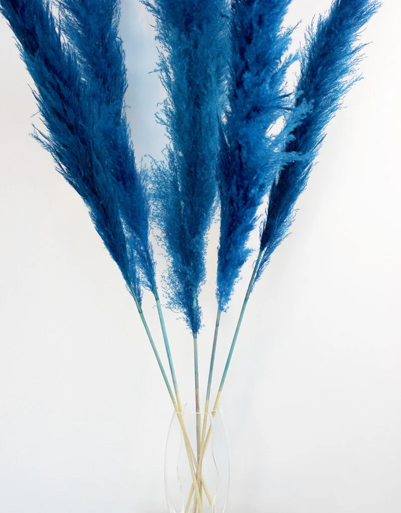 Dried Pampas Grass - Dark Blue, XL, 120 cm per stem (Cortaderia) - Image 4