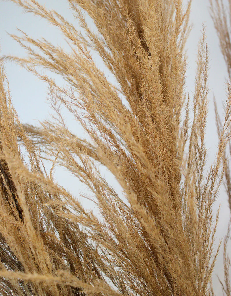 Dried Pampas Grass - Natural Brown, XL, 120 cm per Stem (Cortaderia) - Image 3