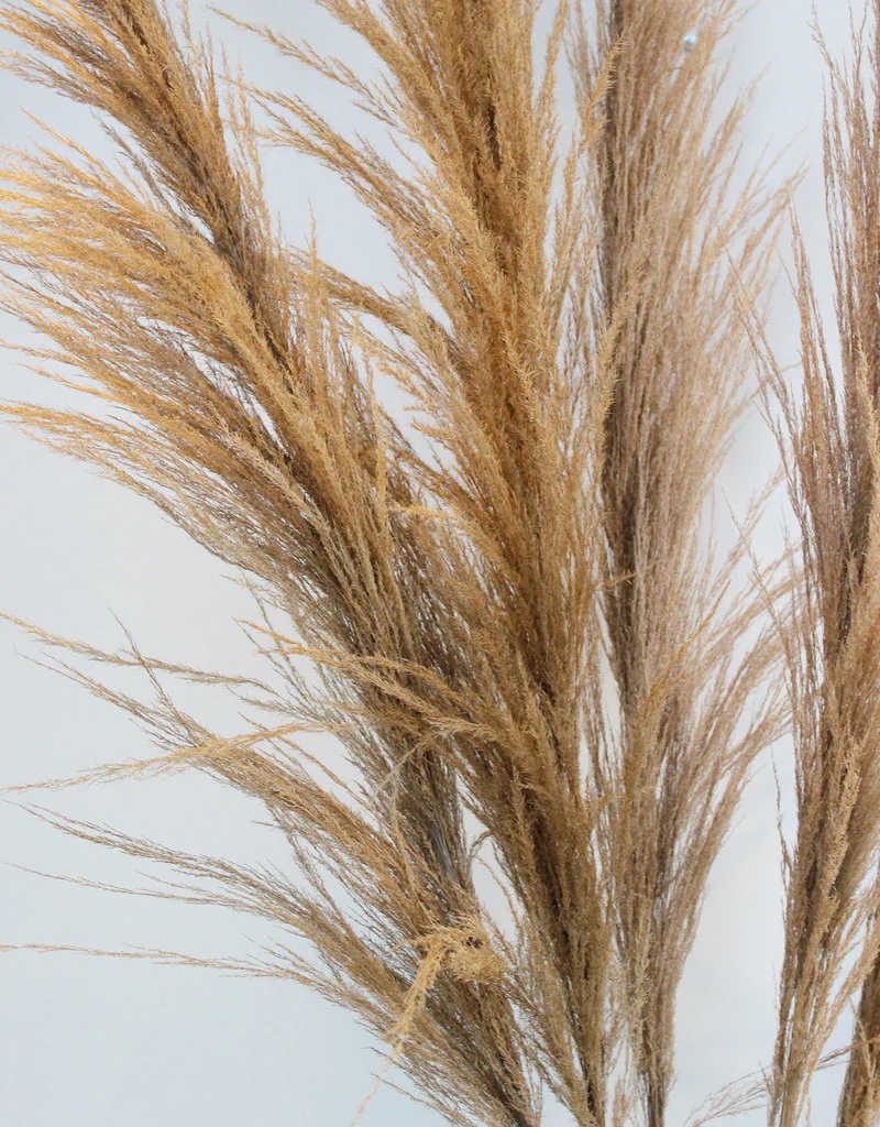 Dried Pampas Grass - Natural Brown, XL, 120 cm per Stem (Cortaderia) - Image 4