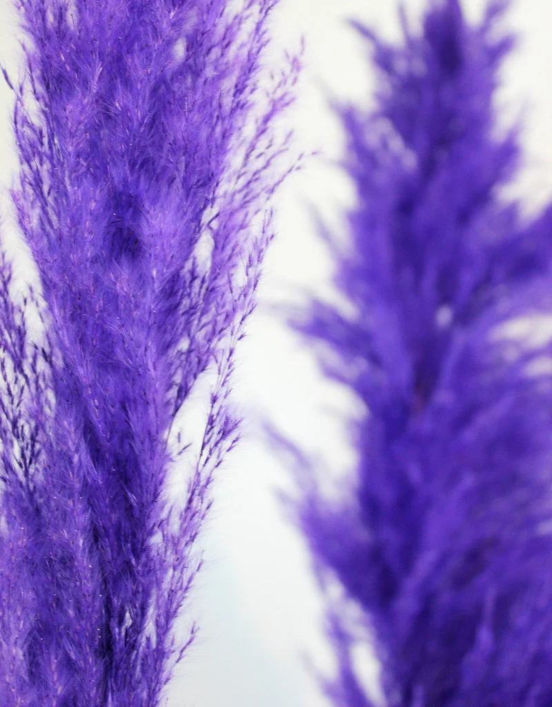 Dried Pampas Grass - Purple, XL, 120 cm per Stem (Cortaderia) - Image 2