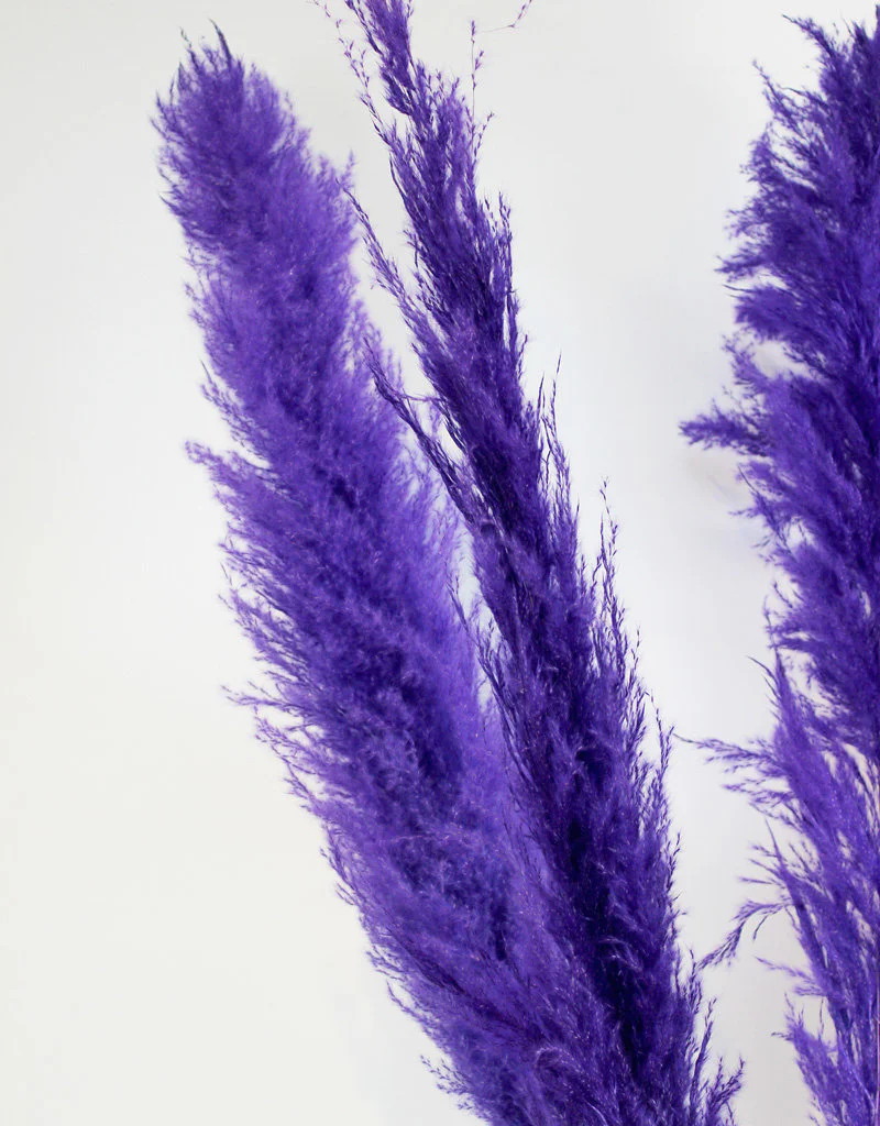Dried Pampas Grass - Purple, XL, 120 cm per Stem (Cortaderia) - Image 4