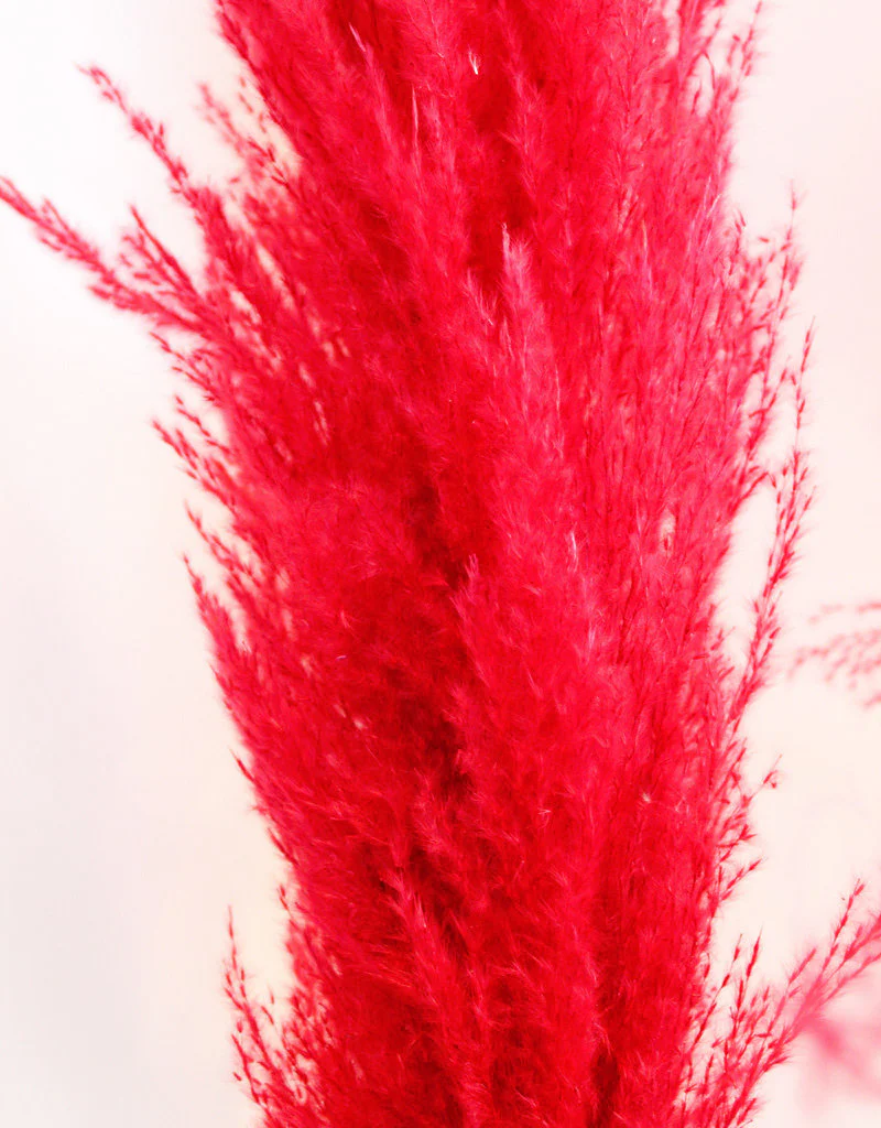 Dried Pampas Grass - Red, XL, 120 cm per stem (Cortaderia) - Image 2