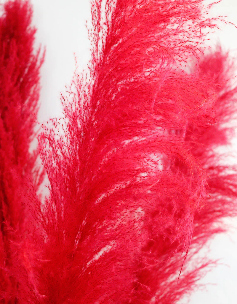 Dried Pampas Grass - Red, XL, 120 cm per stem (Cortaderia) - Image 3