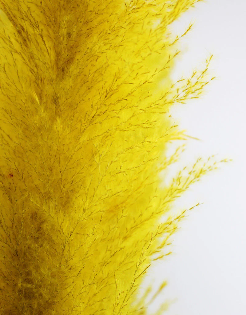 Dried Pampas Grass - Yellow, XL, 120 cm per Stem (Cortaderia) - Image 2
