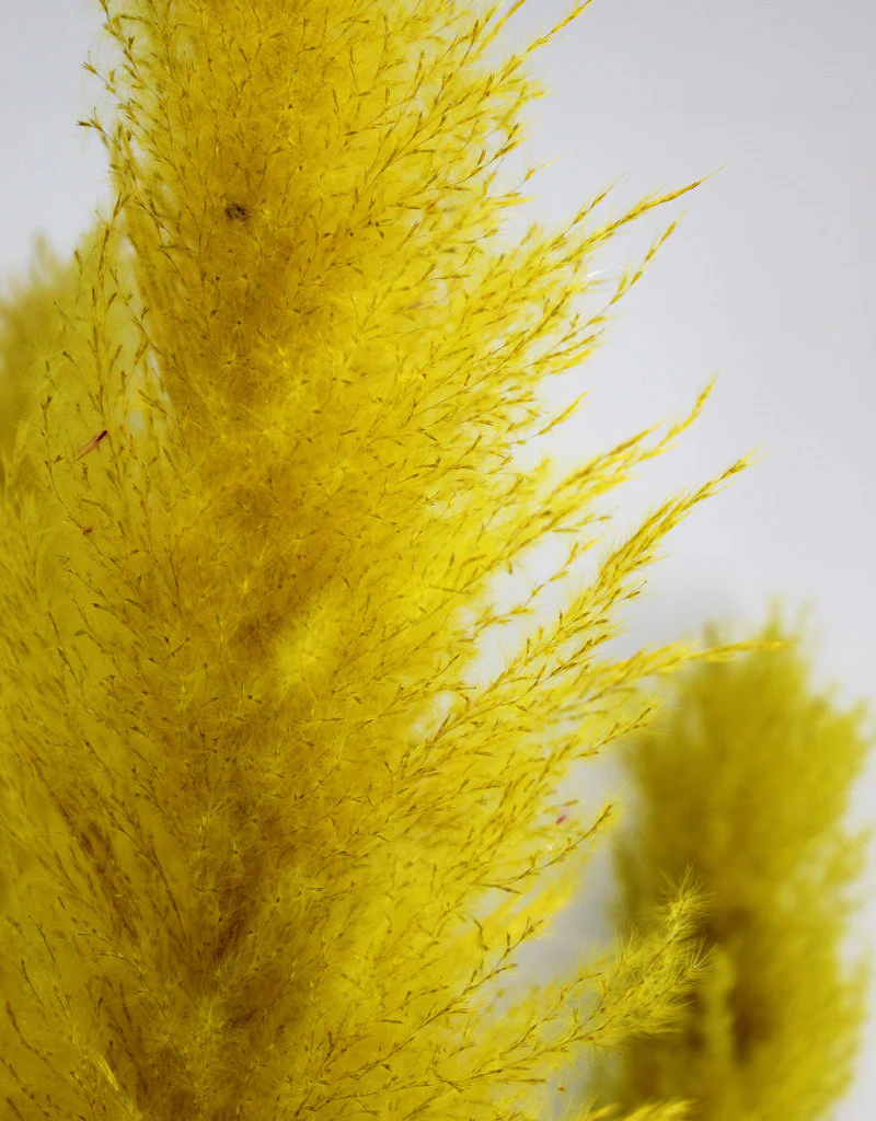 Dried Pampas Grass - Yellow, XL, 120 cm per Stem (Cortaderia) - Image 3