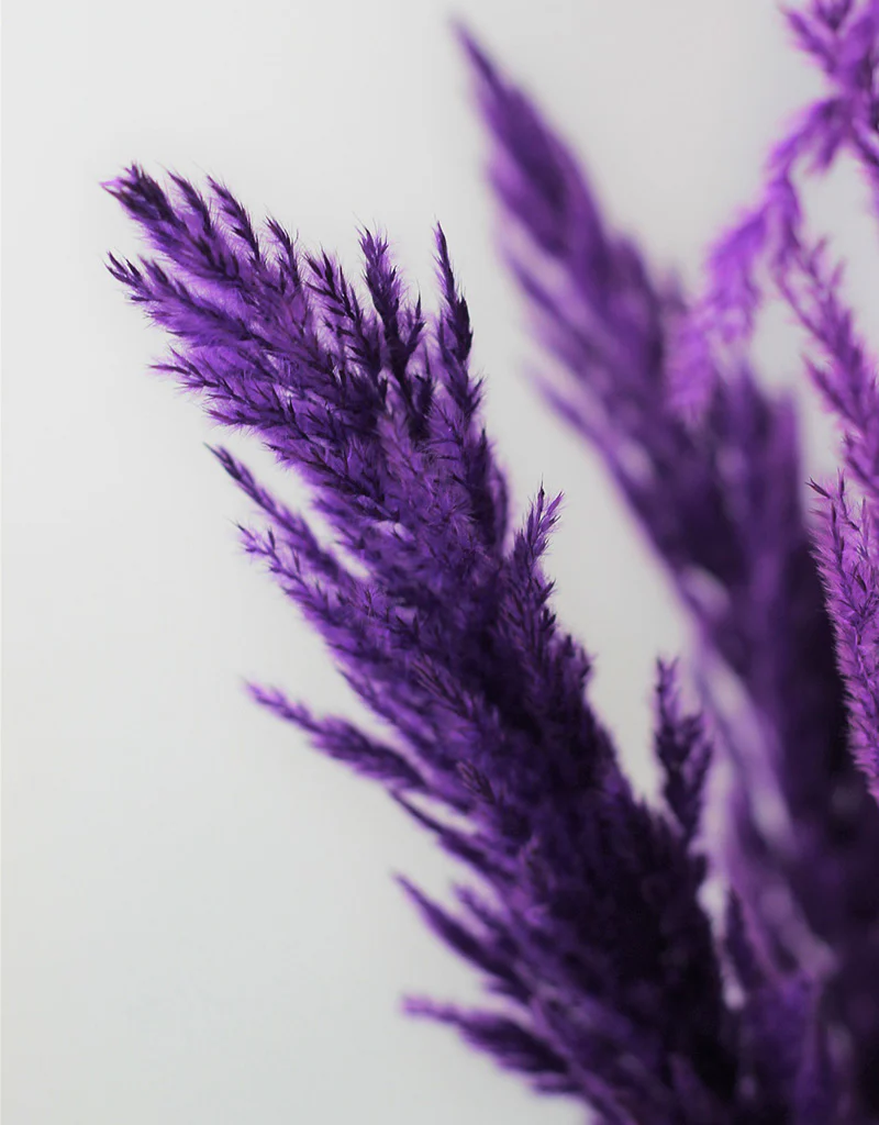 Dried Pampas Grass - Purple, 8 stems, 120 cm (Cortaderia) - Image 2