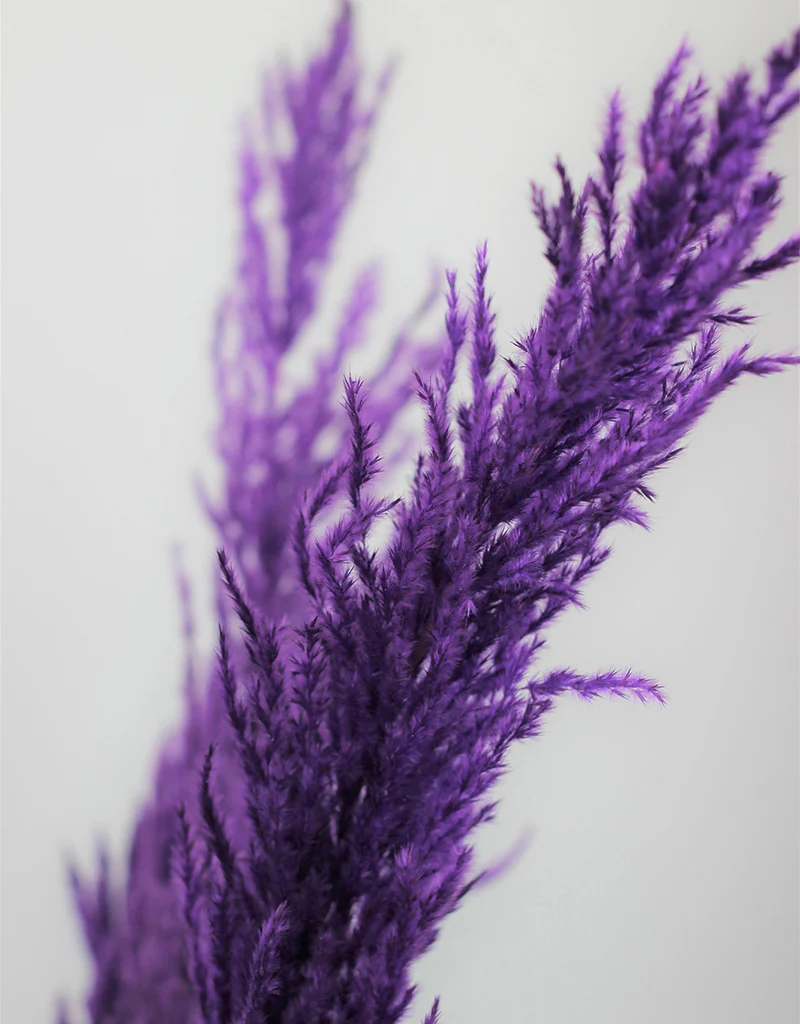 Dried Pampas Grass - Purple, 8 stems, 120 cm (Cortaderia) - Image 3