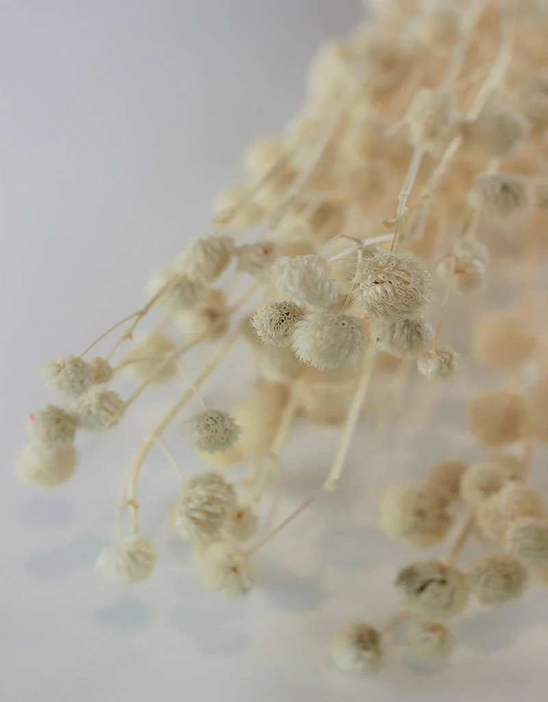 Dried Papermulberry - Bleached Bunch, 70 cm - Image 3