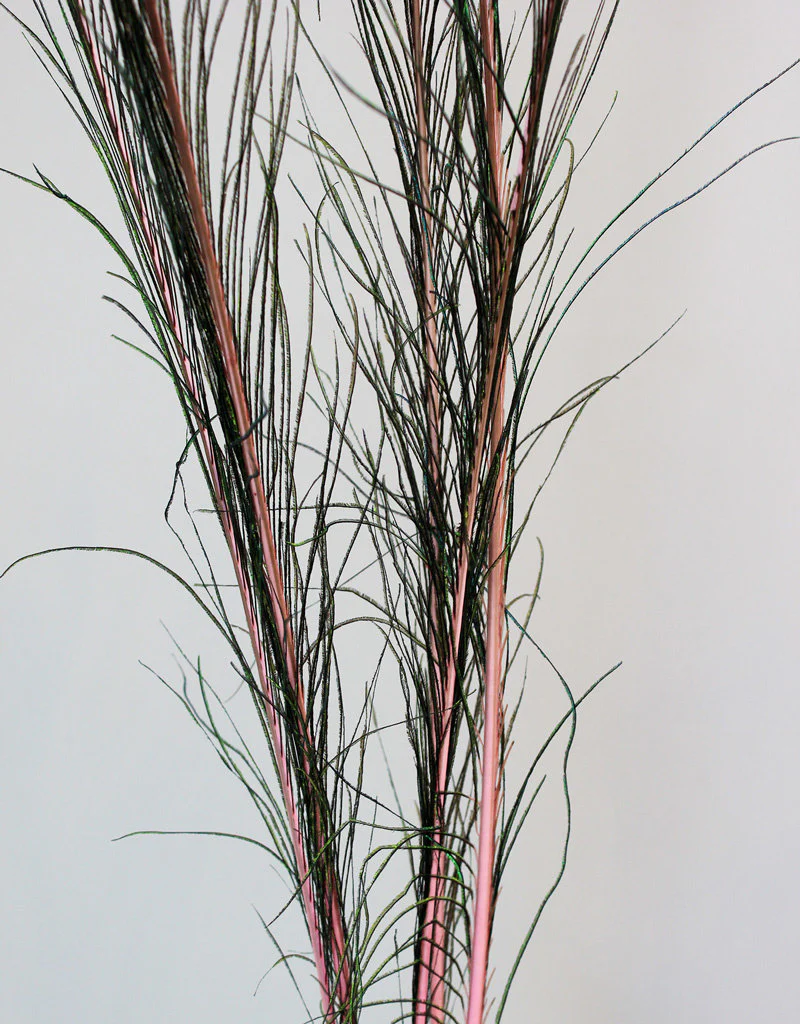 Peacock Feather - Natural/Cerise, 100 cm, x5 stems - Image 3