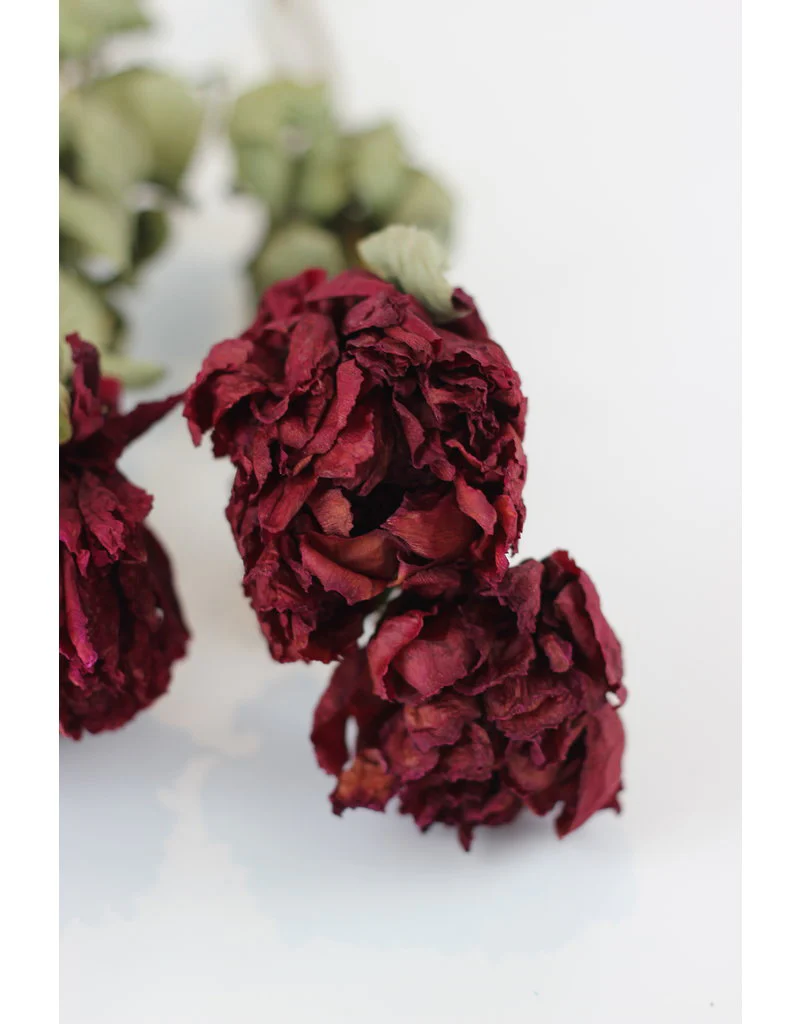Dried Peony - Burgundy/ Purple tone, 4 Stems, 55 cm - Image 2