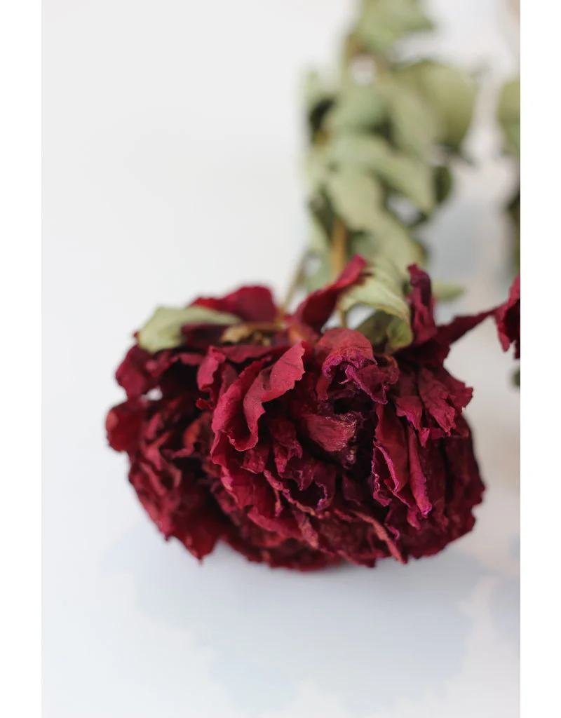 Dried Peony - Burgundy/ Purple tone, 4 Stems, 55 cm - Image 3