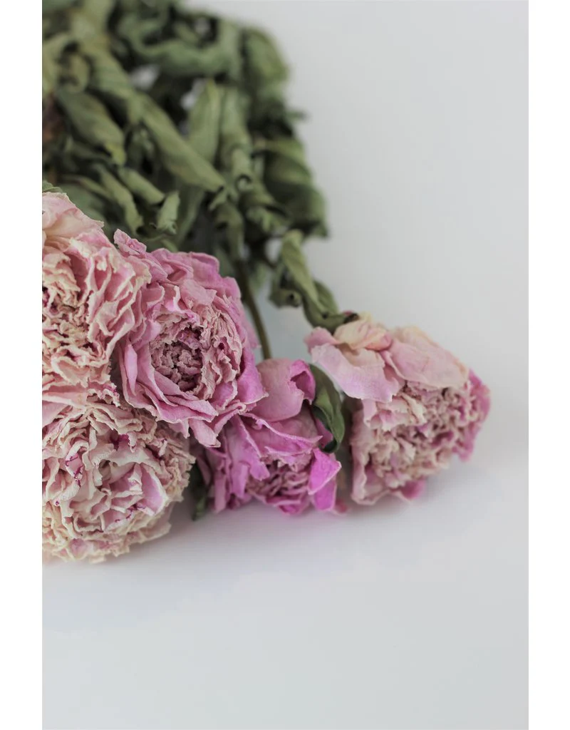 Dried Peony Flowers - Light Pink, 5 Stems, 55 cm - Image 2