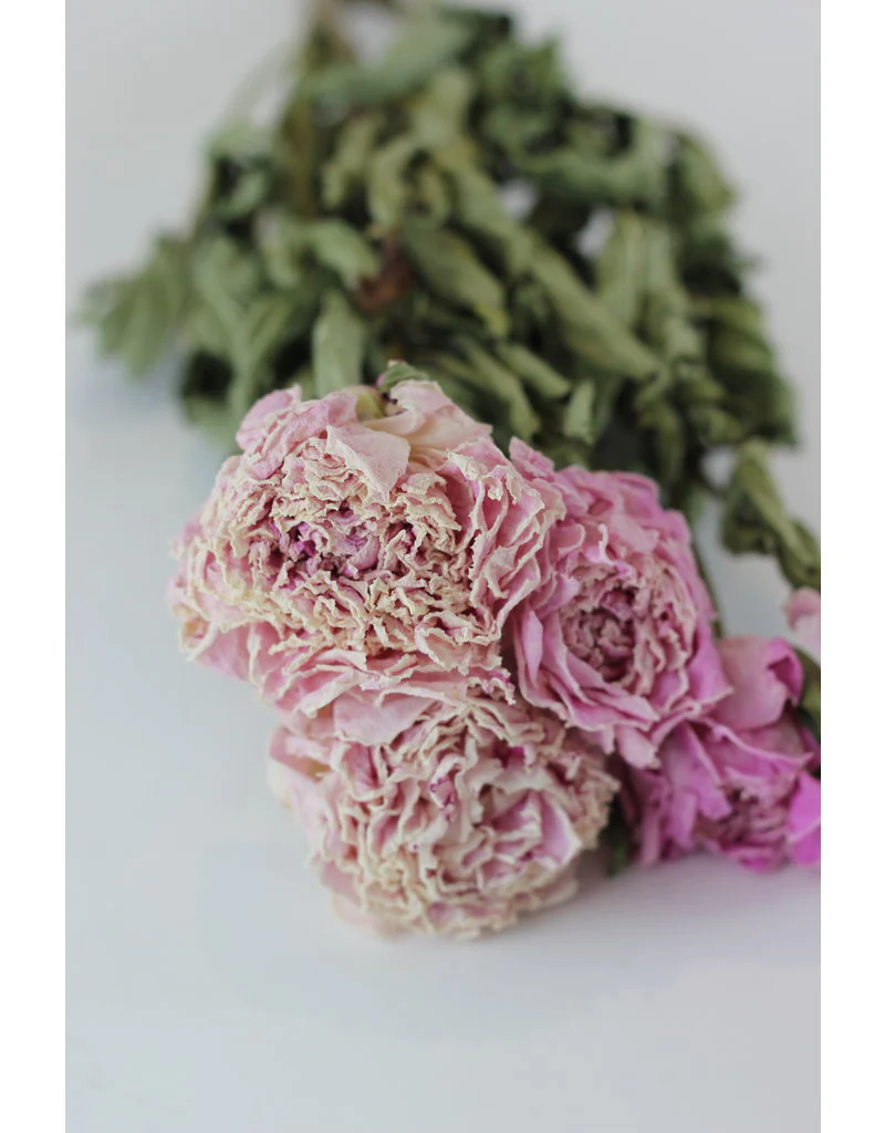 Dried Peony Flowers - Light Pink, 5 Stems, 55 cm - Image 3