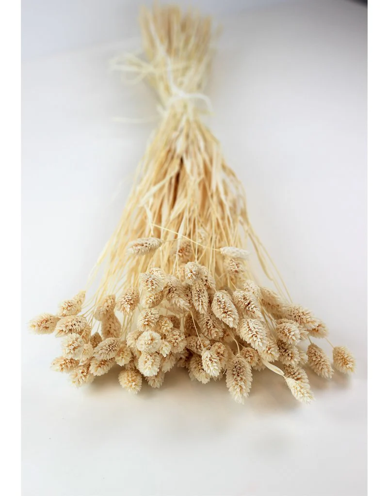 Dried Phalaris - Bleached Bunch, 150 grams, 60 cm