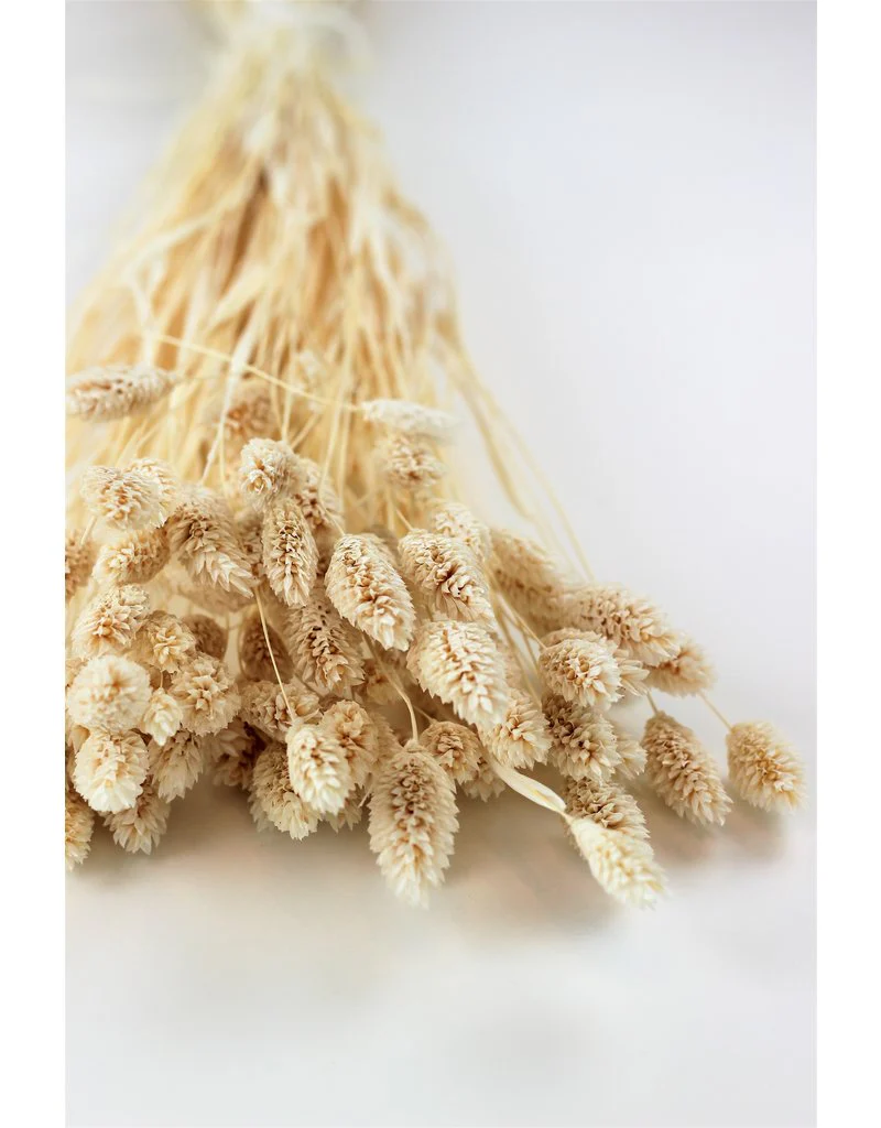 Dried Phalaris - Bleached Bunch, 150 grams, 60 cm - Image 2