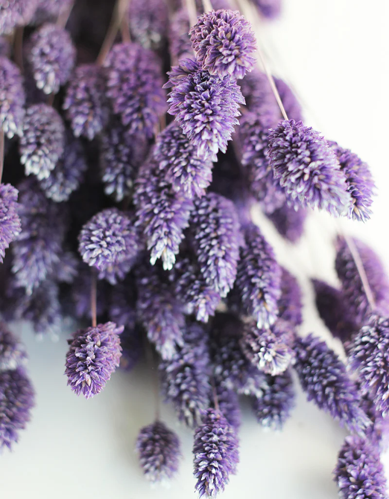 Dried Phalaris Grass - Frosted Purple Bunch, 150 grams, 60 cm - Image 2