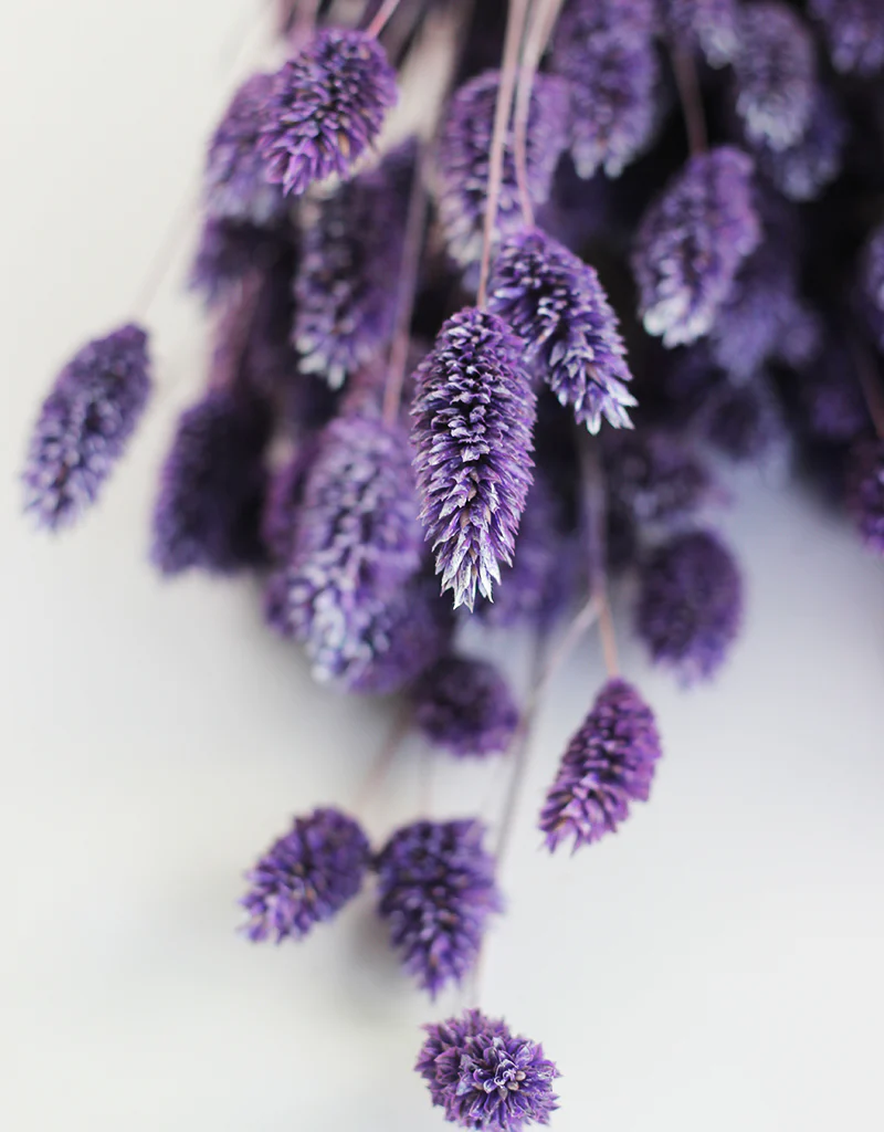 Dried Phalaris Grass - Frosted Purple Bunch, 150 grams, 60 cm - Image 3