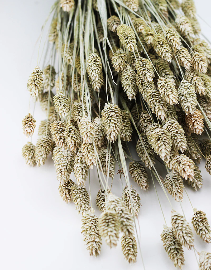 Dried Phalaris Flowers- Frosted White Bunch, 150 grams, 60 cm - Image 2