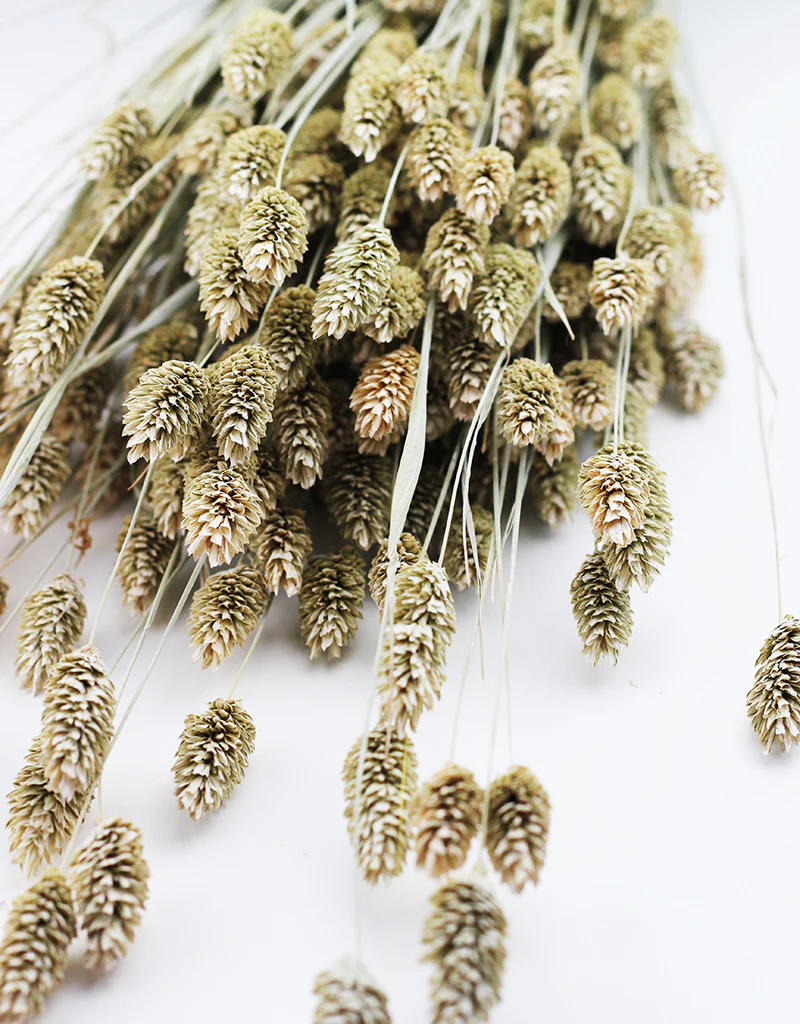 Dried Phalaris Flowers- Frosted White Bunch, 150 grams, 60 cm - Image 3