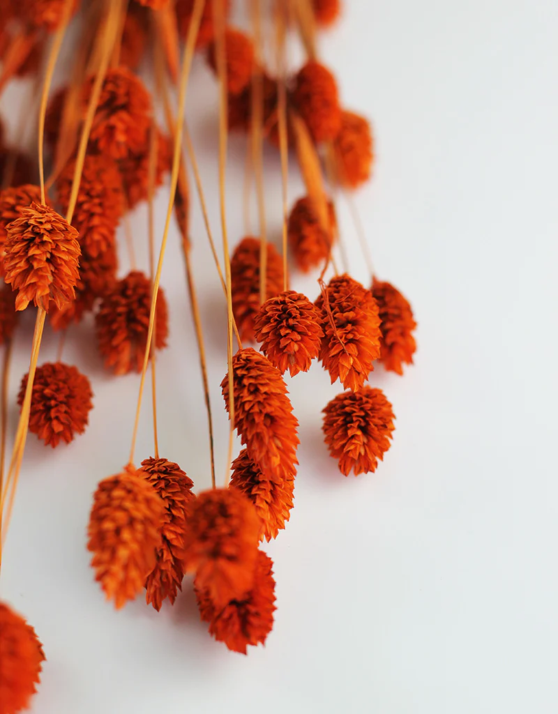 Dried Phalaris Grass - Orange Bunch, 60 cm, 100 grams - Image 2