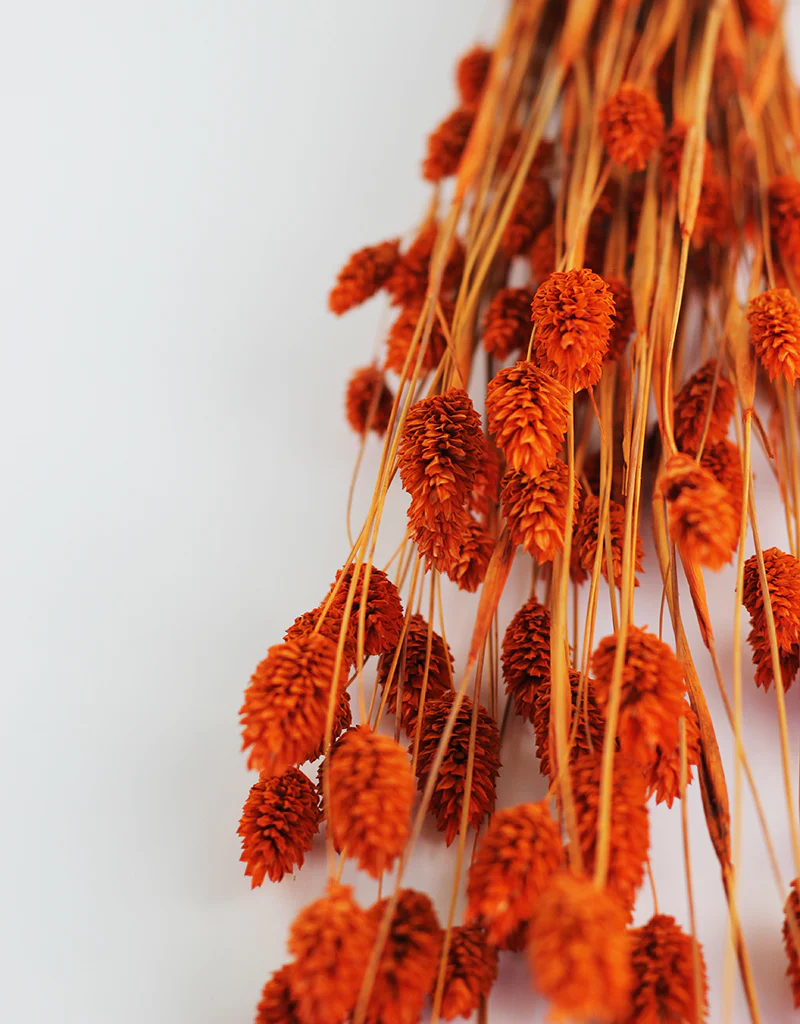 Dried Phalaris Grass - Orange Bunch, 60 cm, 100 grams - Image 3