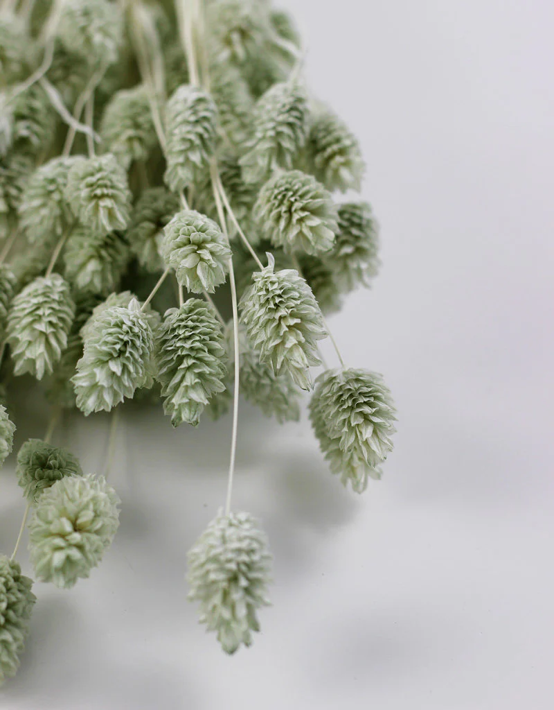 Dried Phalaris - Mint Green Bunch, 100 gram, 70 cm - Image 2