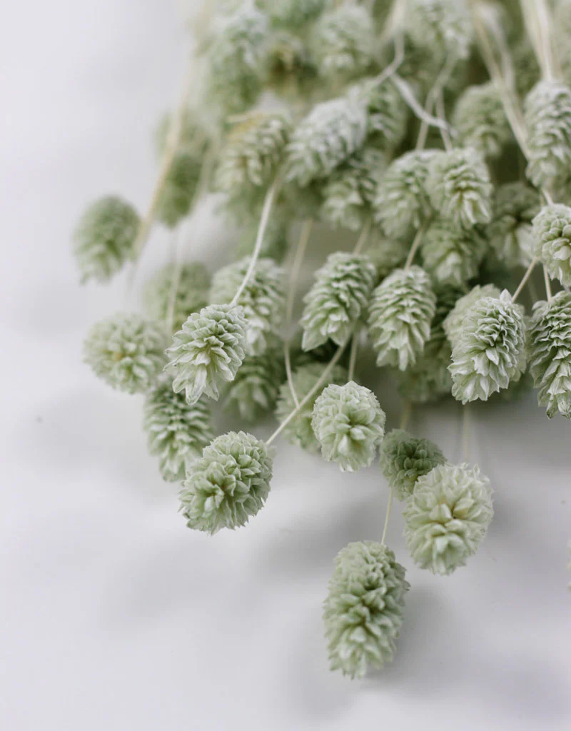 Dried Phalaris - Mint Green Bunch, 100 gram, 70 cm - Image 3
