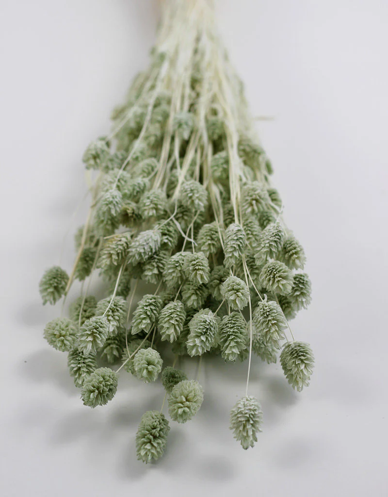 Dried Phalaris - Mint Green Bunch, 100 gram, 70 cm - Image 4
