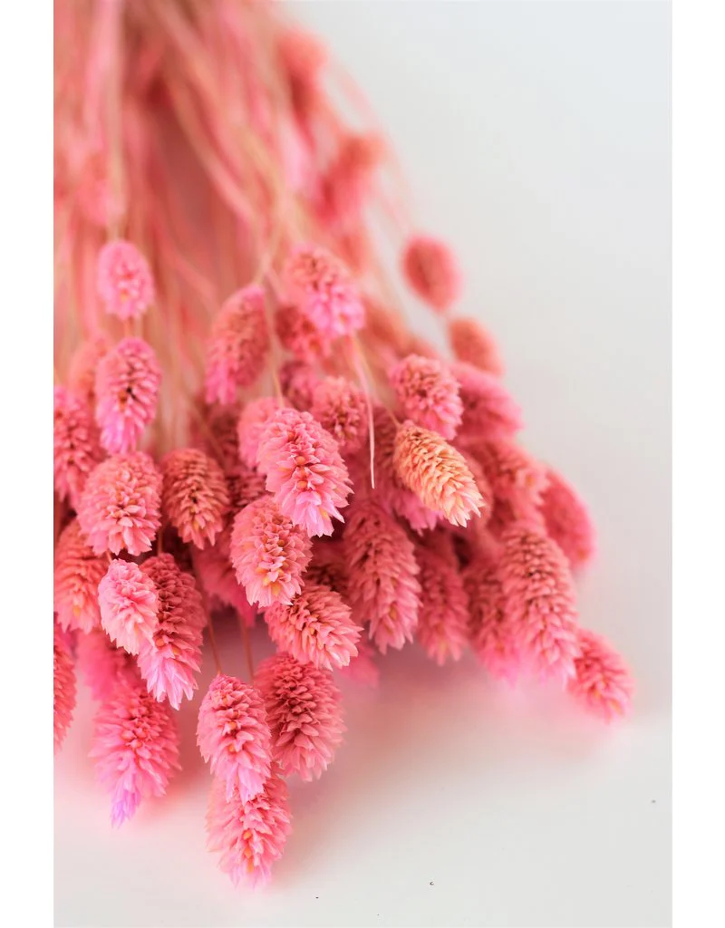 Dried Phalaris - Soft Pink Bunch, 100 grams, 60 cm - Image 2