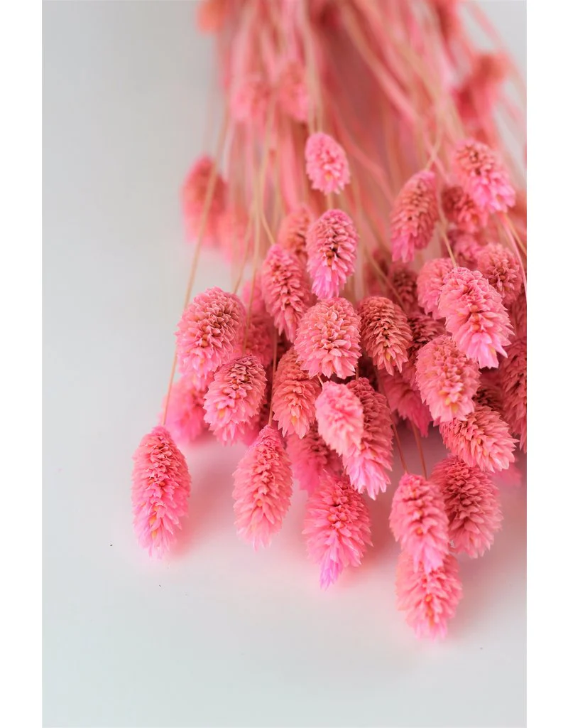 Dried Phalaris - Soft Pink Bunch, 100 grams, 60 cm - Image 3