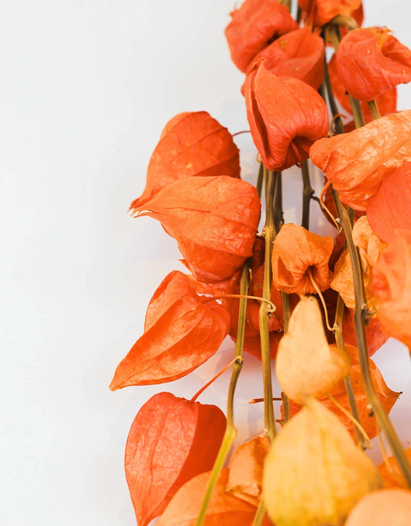Dried Physalis (Dried Chinese Lanterns) - Natural Bunch, 10 stems 70 cm - Image 3
