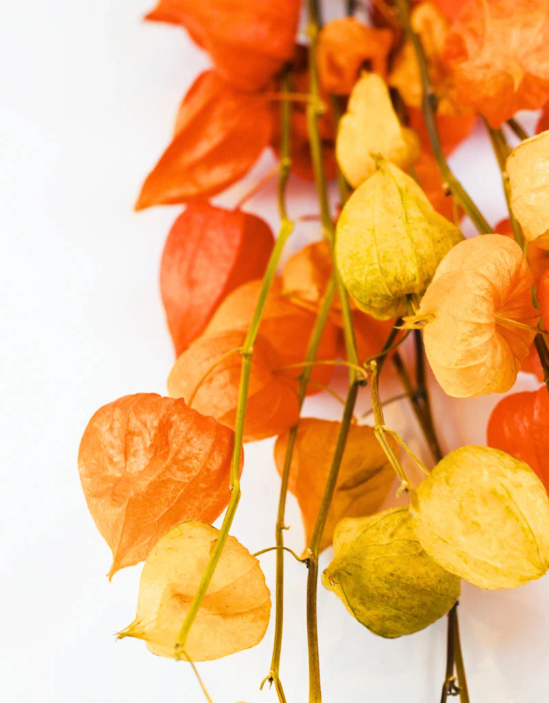 Dried Physalis (Dried Chinese Lanterns) - Natural Bunch, 10 stems 70 cm - Image 4