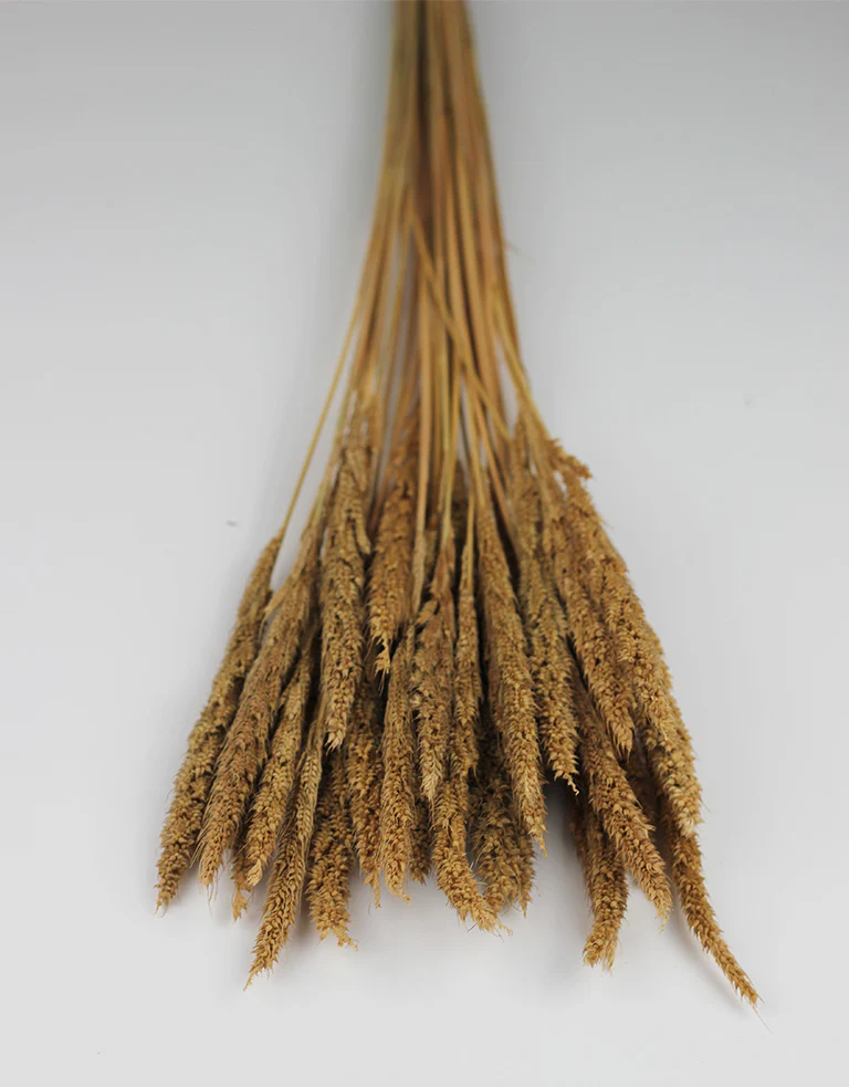 Dried Pinion Grass  - Natural bunch, 60 cm - Image 2